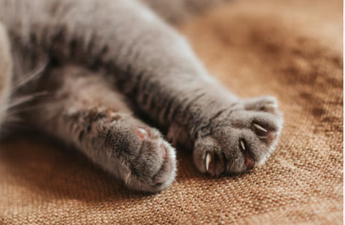 Навіщо кішка хапає свого господаря лапками, не випускаючи кігтів: що вона хоче сказати